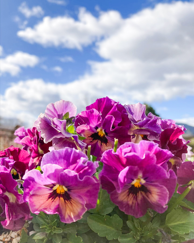 松阪農業公園ベルファーム、1月冬の花、三重県松阪市の観光・撮影スポットの画像と写真