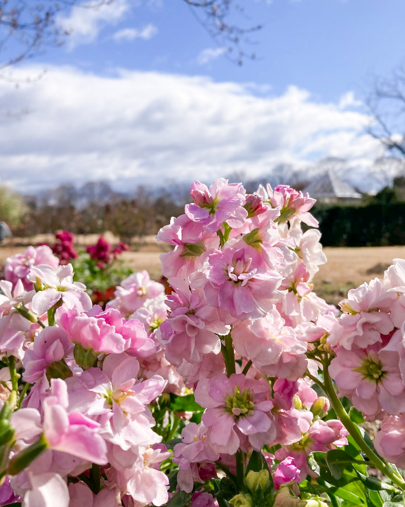 松阪農業公園ベルファーム、1月冬の花、三重県松阪市の観光・撮影スポットの画像と写真