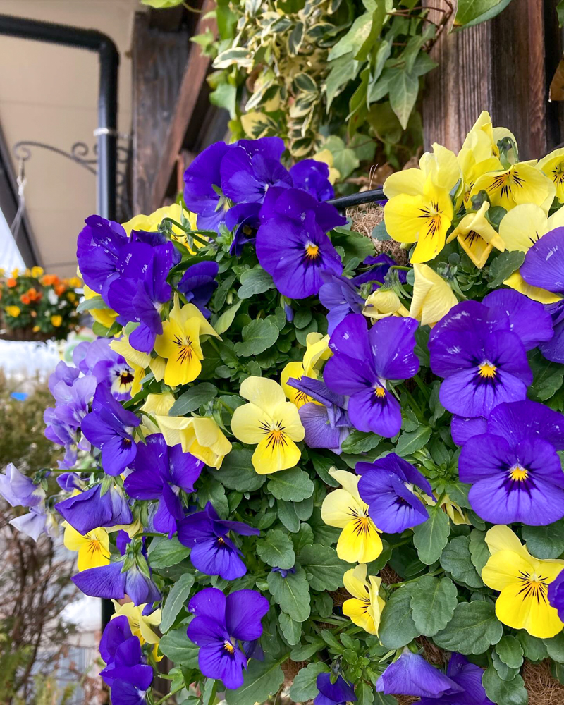 松阪農業公園ベルファーム、1月冬の花、三重県松阪市の観光・撮影スポットの画像と写真