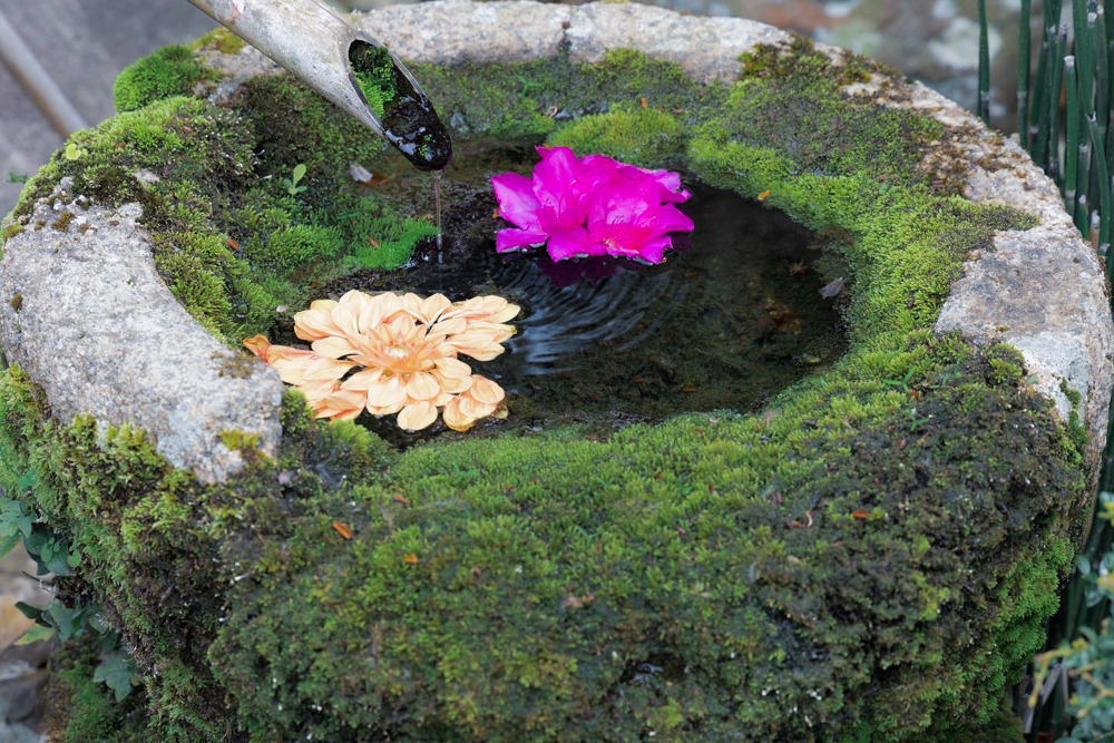 柳谷観音・楊谷寺、、花手水、4月春の花、京都府長岡京市の観光・撮影スポットの名所