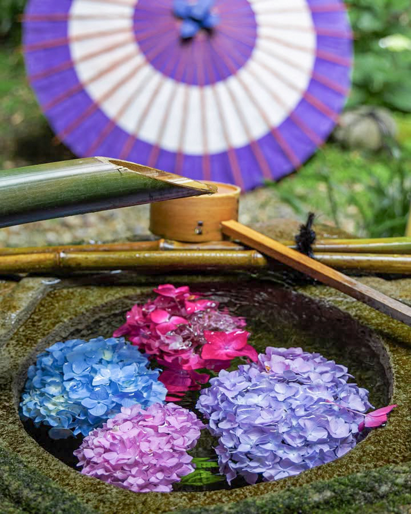 柳谷観音・楊谷寺、、花手水、あじさい、6月夏の花、京都府長岡京市の観光・撮影スポットの名所