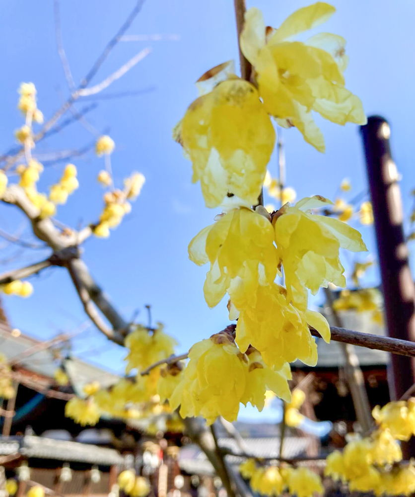 沙沙貴神社、ロウ梅、1月冬、滋賀県近江八幡市の観光・撮影スポットの名所