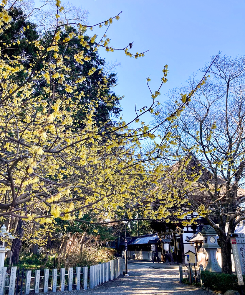 沙沙貴神社、ロウ梅、1月冬、滋賀県近江八幡市の観光・撮影スポットの名所