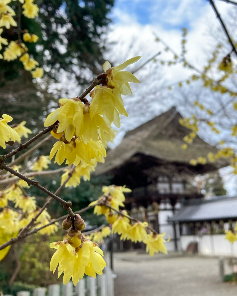 沙沙貴神社、ロウ梅、1月冬、滋賀県近江八幡市の観光・撮影スポットの名所