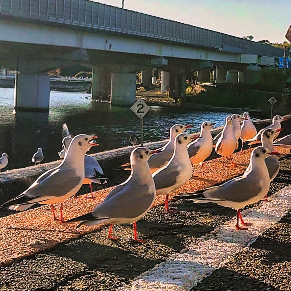 浜名湖佐久米駅、ユリカモメ、1月冬、静岡県浜松市の観光・撮影スポットの画像と写真