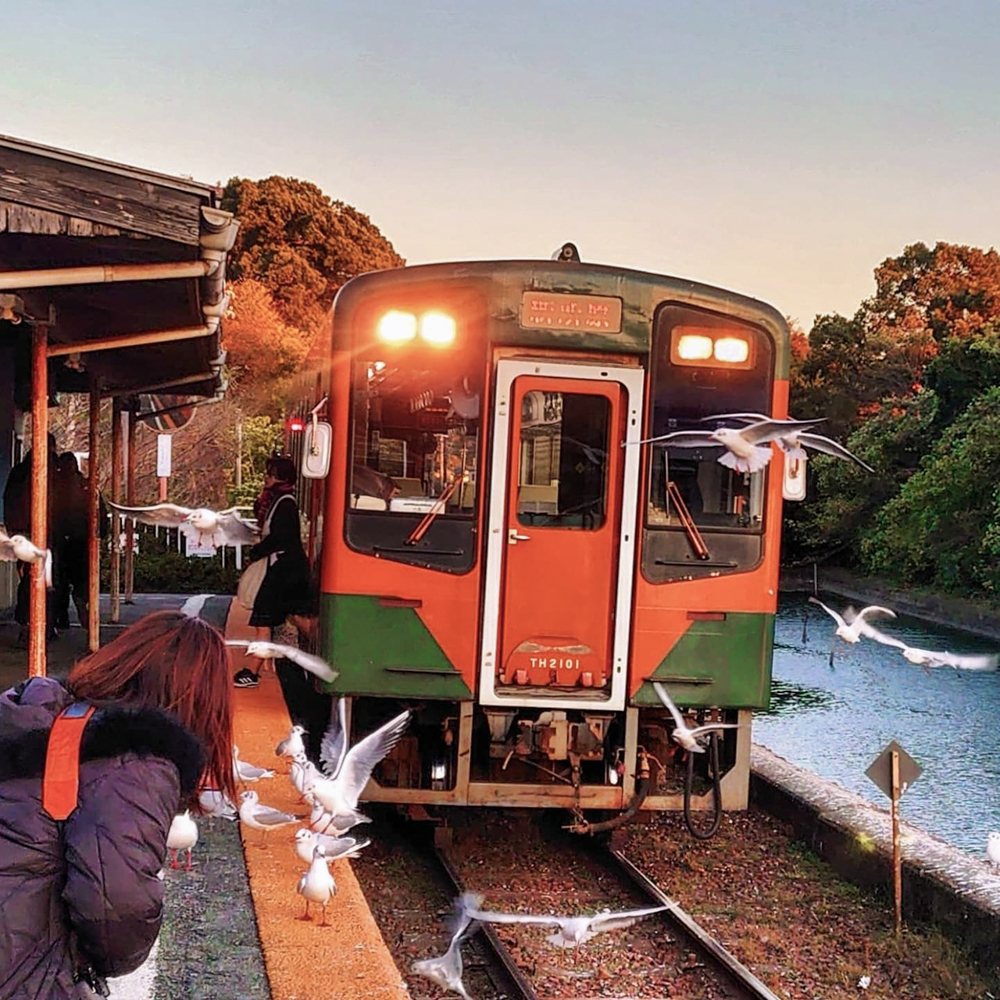 浜名湖佐久米駅、ユリカモメ、1月冬、静岡県浜松市の観光・撮影スポットの画像と写真