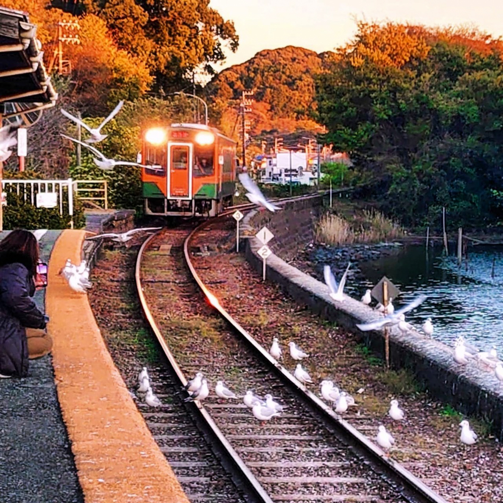 浜名湖佐久米駅、ユリカモメ、1月冬、静岡県浜松市の観光・撮影スポットの画像と写真