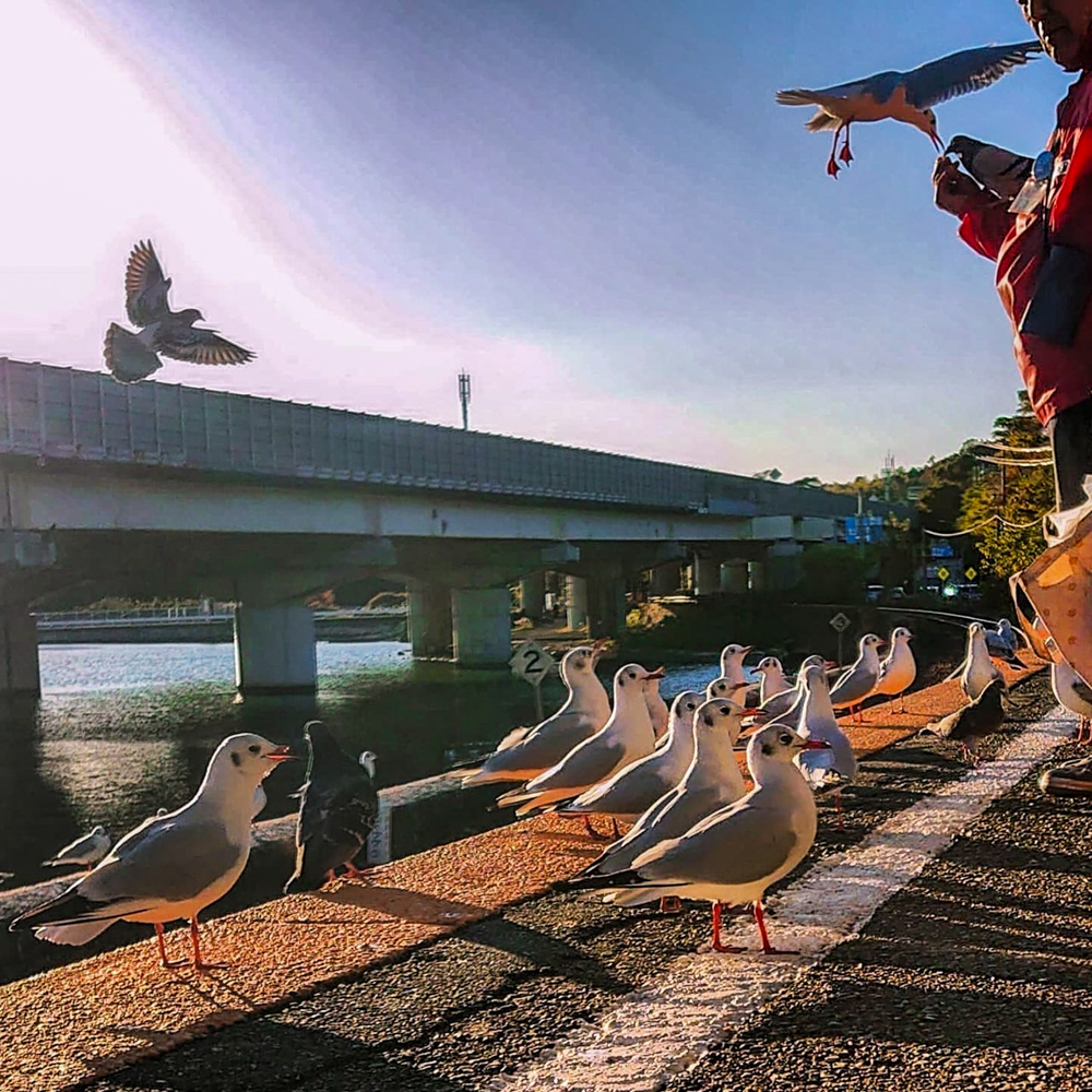 浜名湖佐久米駅、ユリカモメ、1月冬、静岡県浜松市の観光・撮影スポットの画像と写真