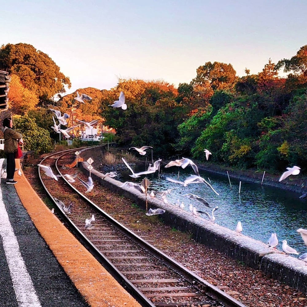 浜名湖佐久米駅、ユリカモメ、1月冬、静岡県浜松市の観光・撮影スポットの画像と写真