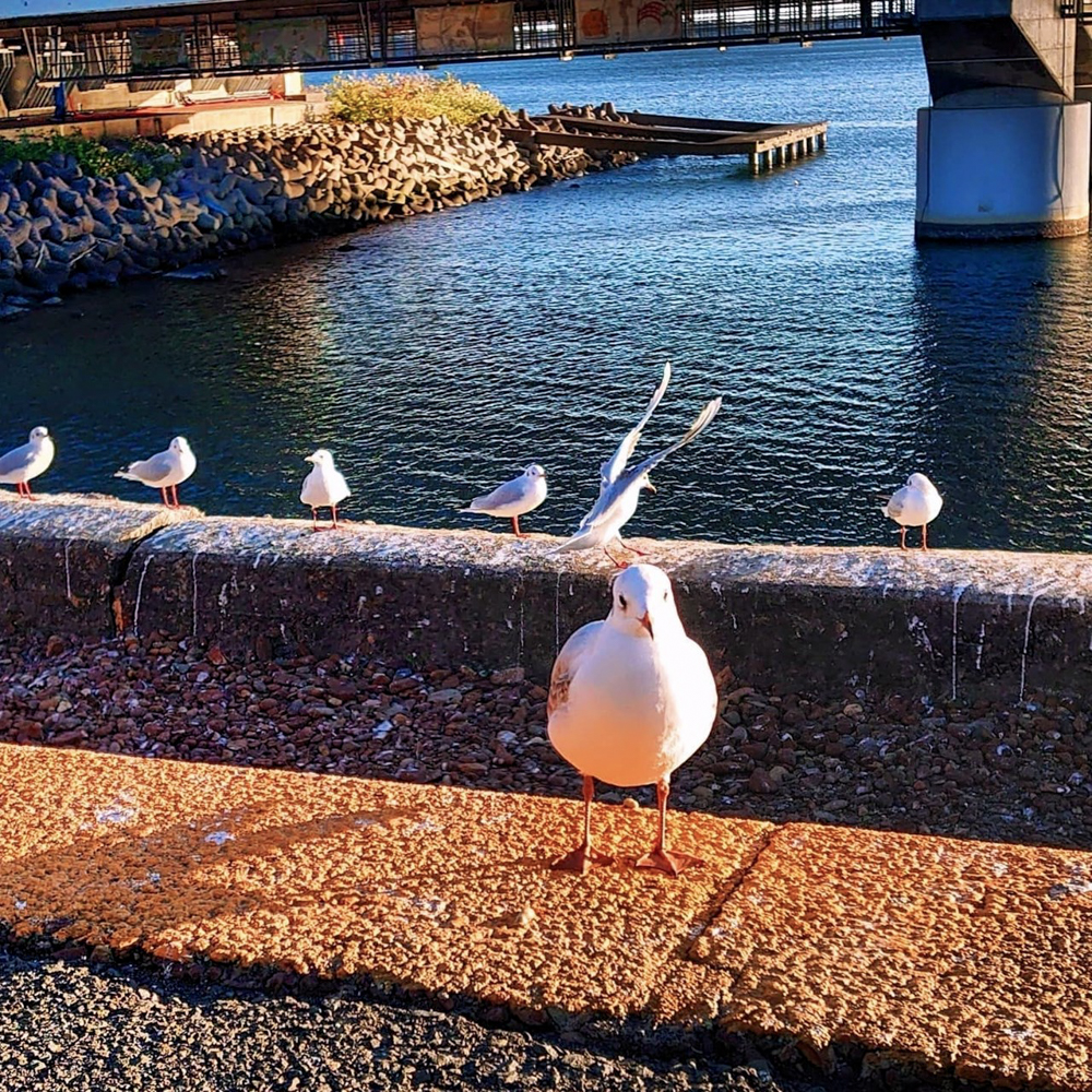 浜名湖佐久米駅、ユリカモメ、1月冬、静岡県浜松市の観光・撮影スポットの画像と写真