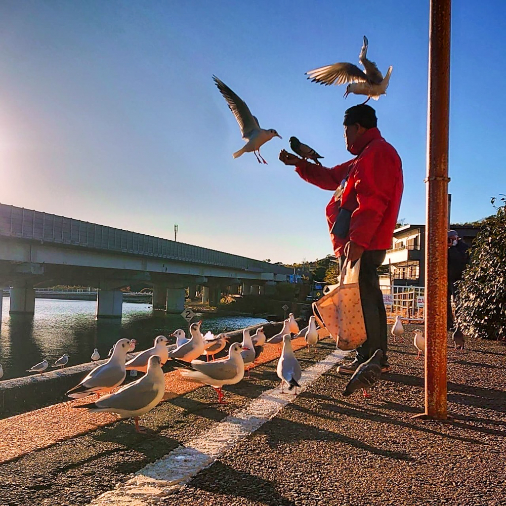 浜名湖佐久米駅、ユリカモメ、1月冬、静岡県浜松市の観光・撮影スポットの画像と写真