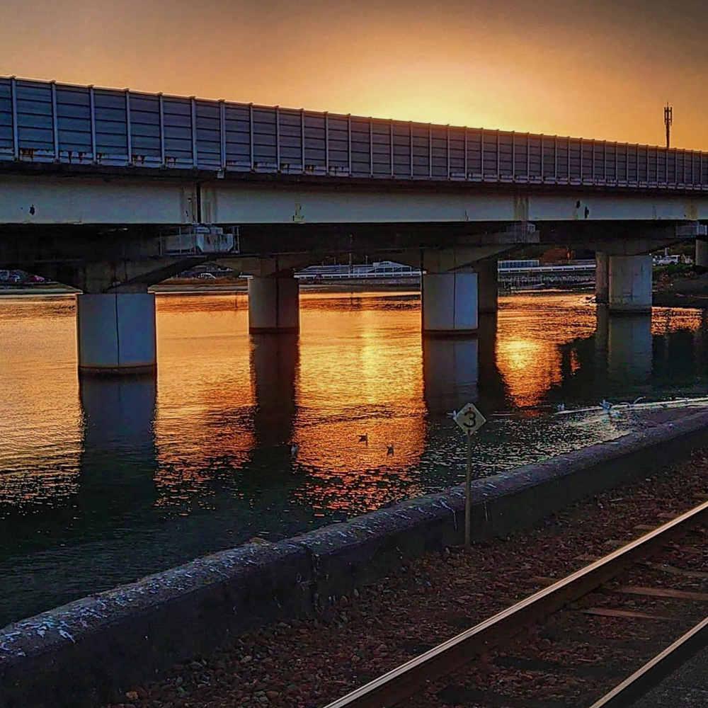 浜名湖佐久米駅、ユリカモメ、1月冬、静岡県浜松市の観光・撮影スポットの画像と写真