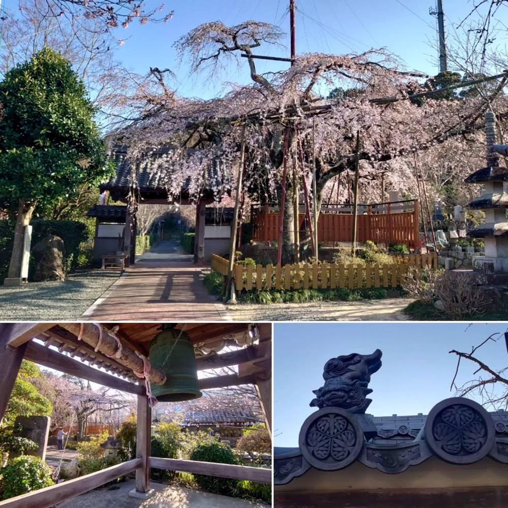 源空院しだれ桜、3月の春の花、愛知県西尾市の観光・撮影スポットの名所