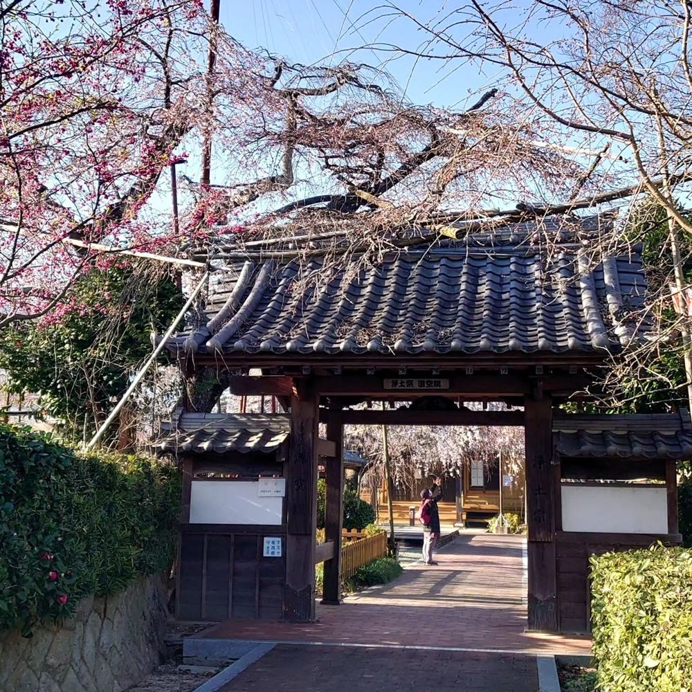 源空院しだれ桜、3月の春の花、愛知県西尾市の観光・撮影スポットの名所