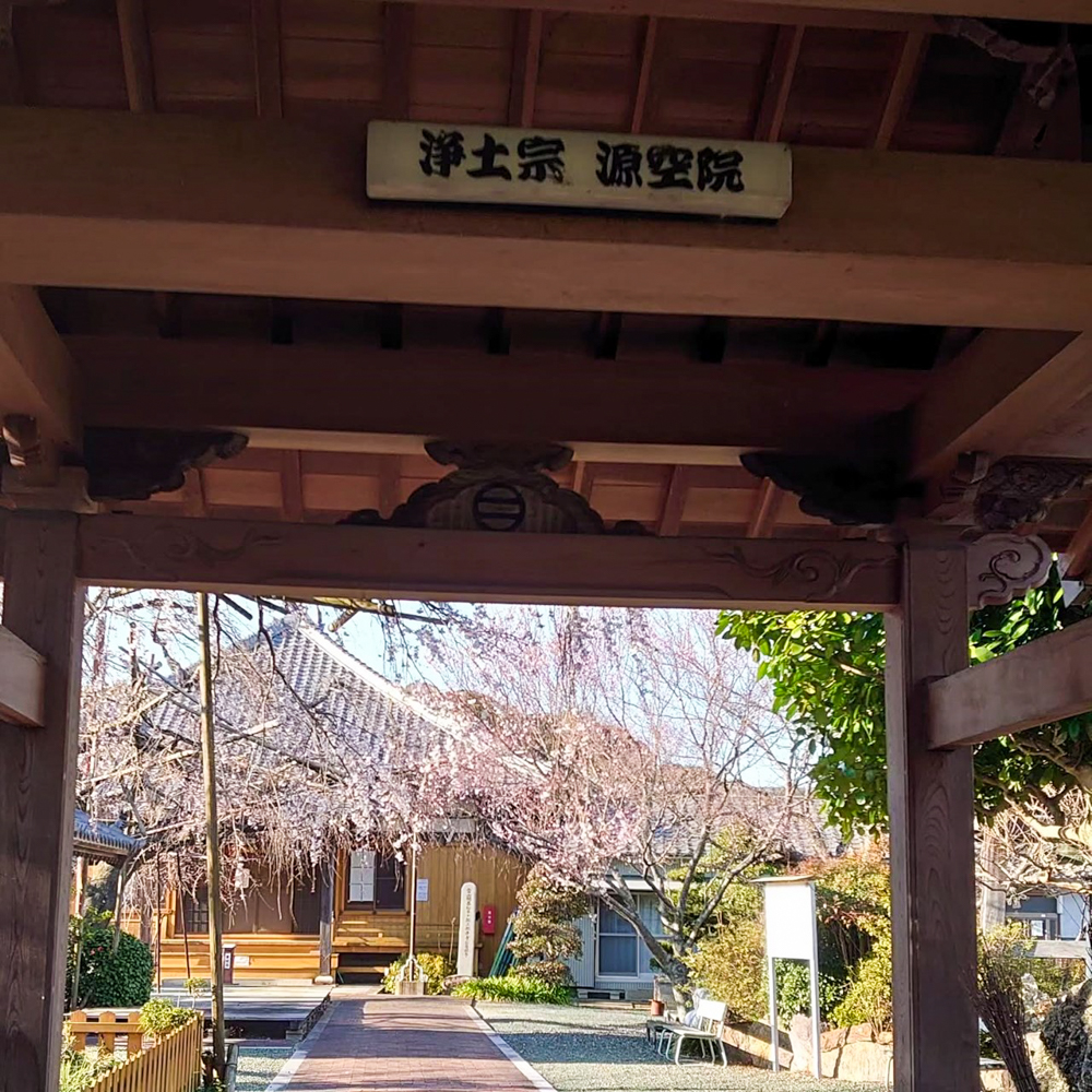 源空院しだれ桜、3月の春の花、愛知県西尾市の観光・撮影スポットの名所