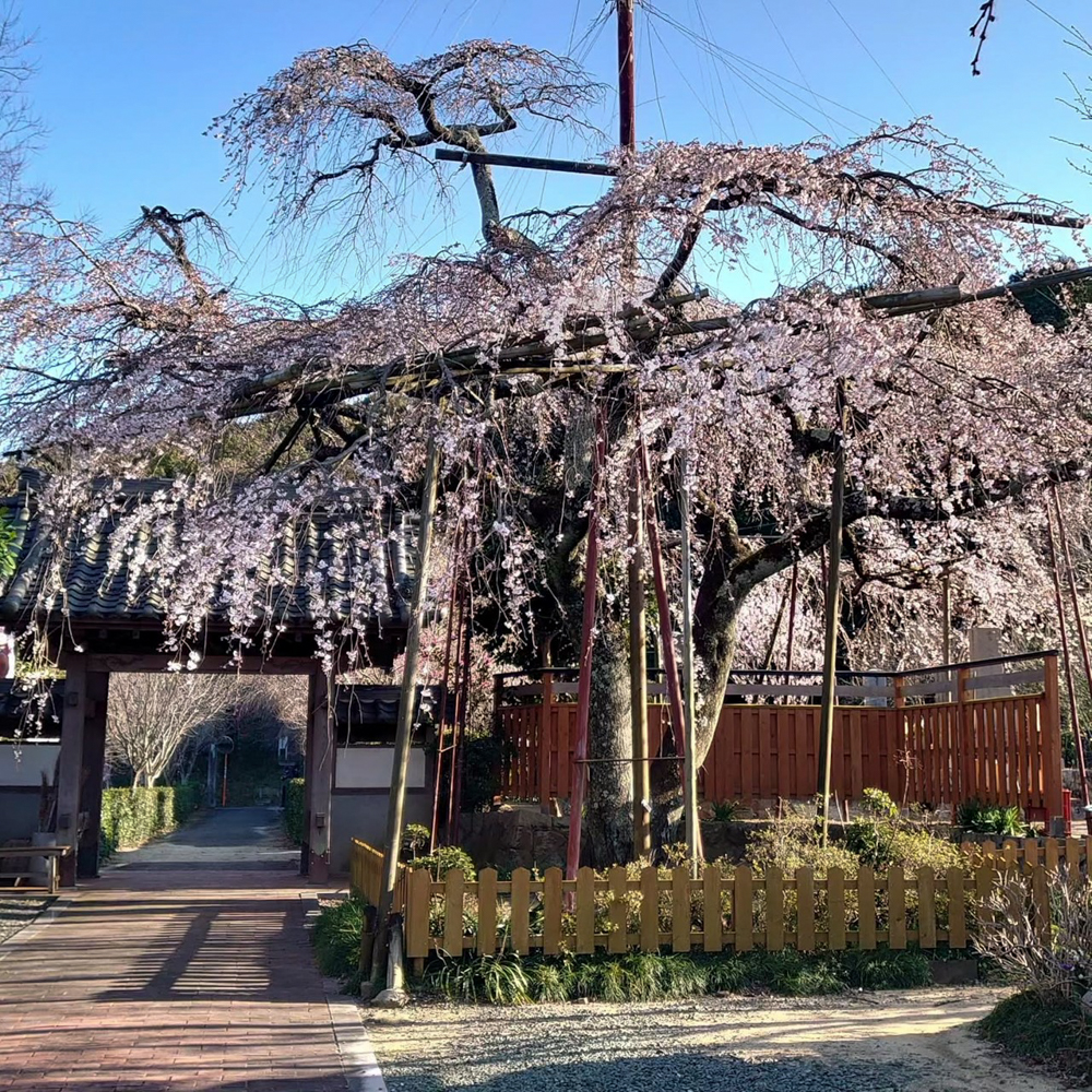 源空院しだれ桜、3月の春の花、愛知県西尾市の観光・撮影スポットの名所