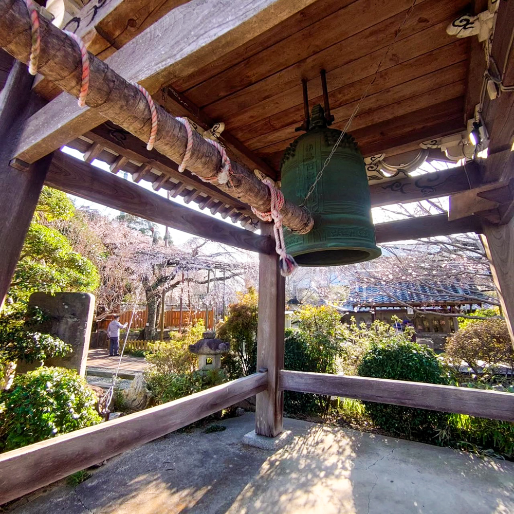 源空院しだれ桜、3月の春の花、愛知県西尾市の観光・撮影スポットの名所