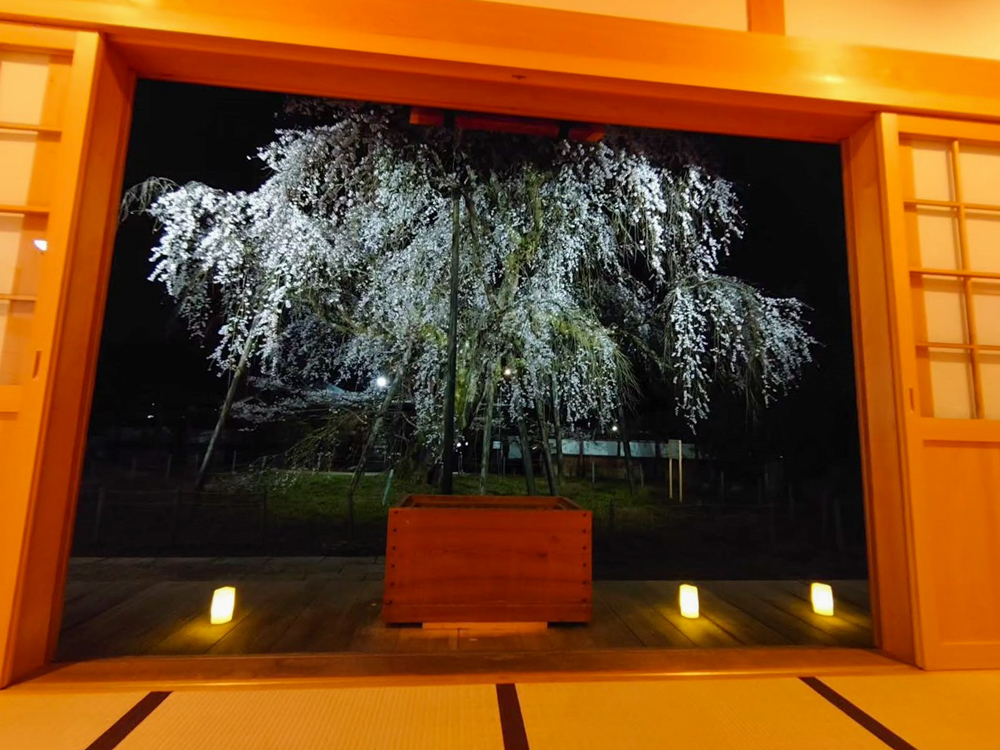 瑞龍寺、しだれ桜ライトアップ、4月春の花、愛知県豊田市の観光・撮影スポットの画像と写真