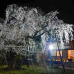 瑞龍寺、しだれ桜ライトアップ、4月春の花、愛知県豊田市の観光・撮影スポットの画像と写真