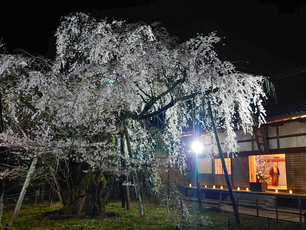 瑞龍寺、しだれ桜ライトアップ、4月春の花、愛知県豊田市の観光・撮影スポットの画像と写真