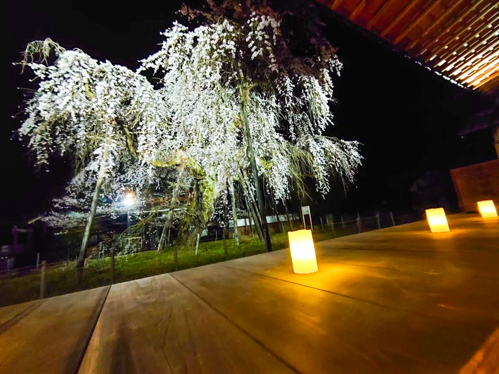 瑞龍寺、しだれ桜ライトアップ、4月春の花、愛知県豊田市の観光・撮影スポットの画像と写真