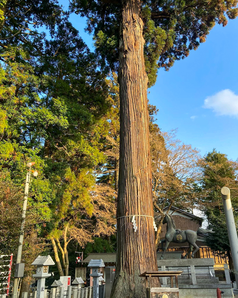 田村神社、1月冬、滋賀県甲賀市の観光・撮影スポットの名所