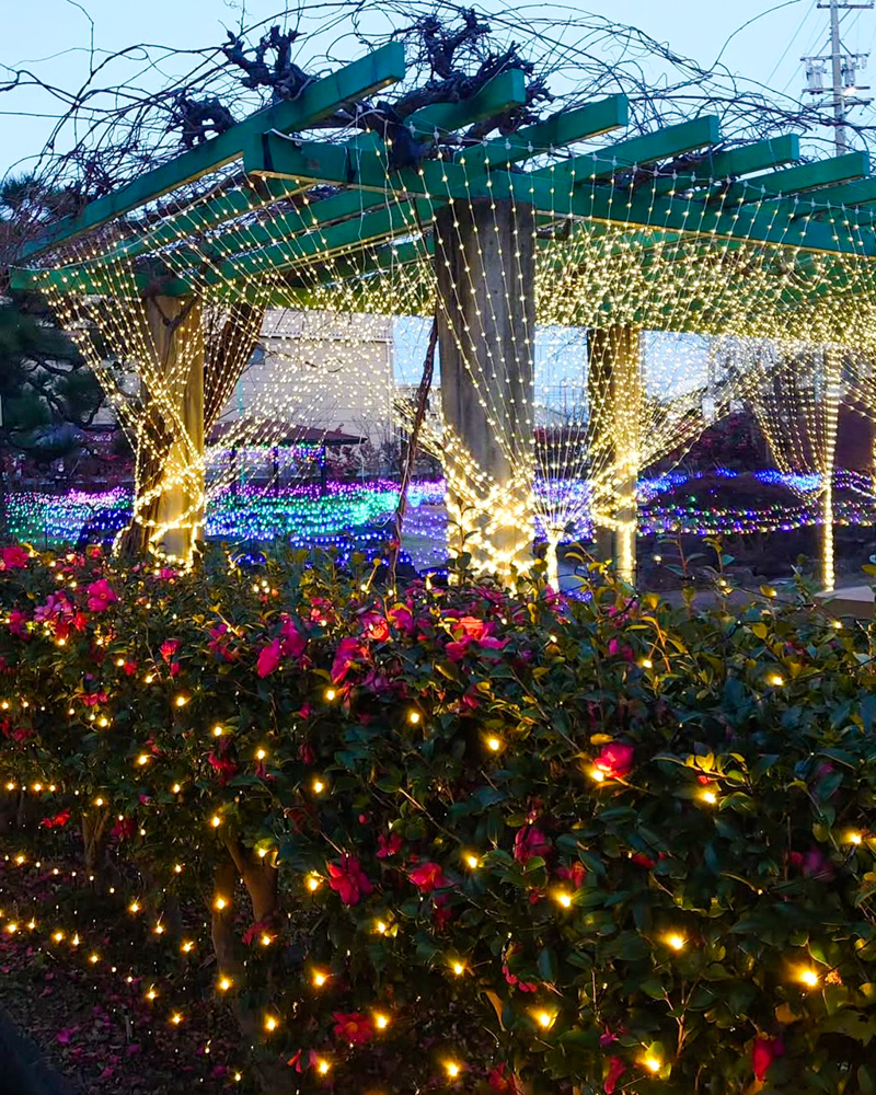 知立神社ファンタジードリームナイト 、2月冬、愛知県知立市の観光・撮影スポットの画像と写真