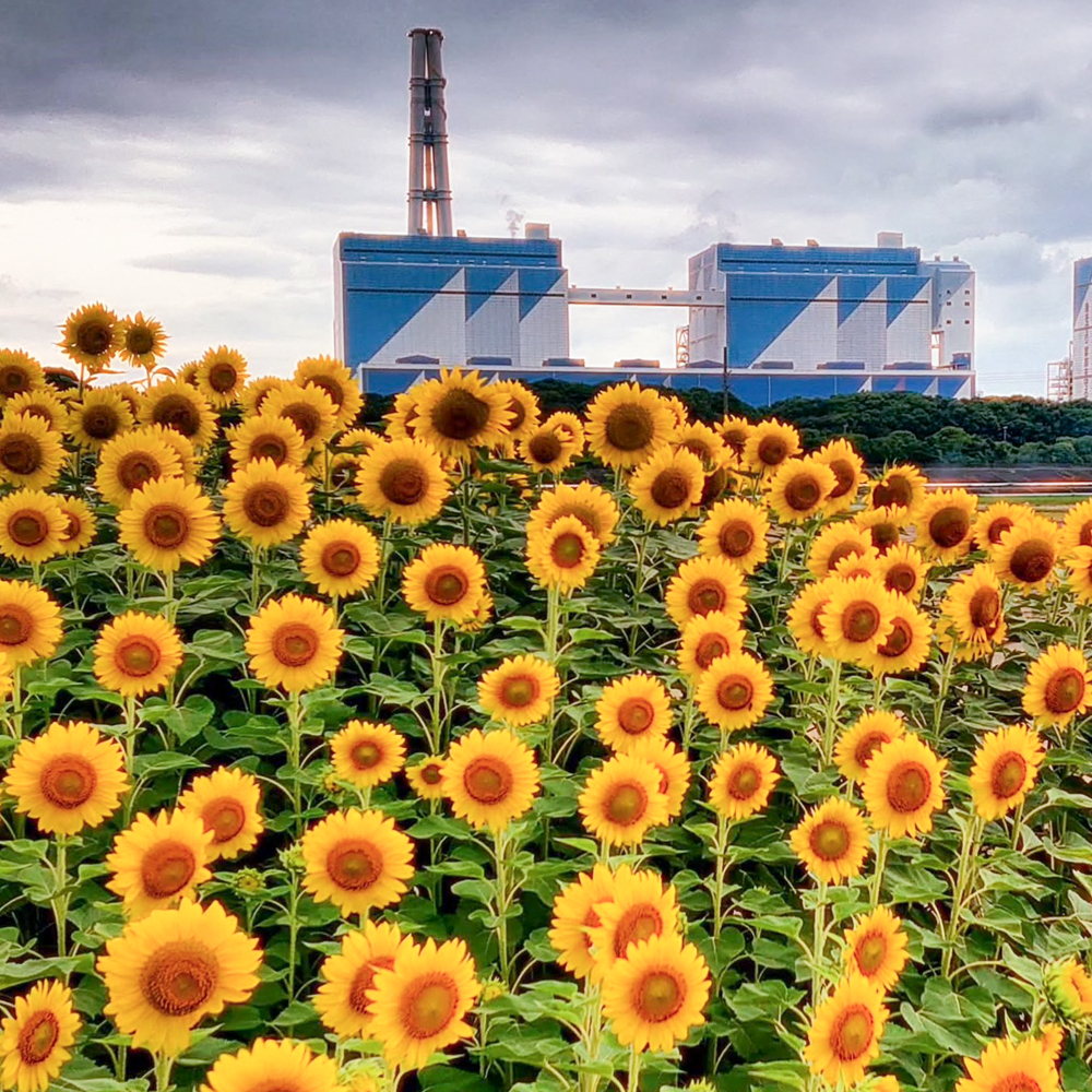 碧南市火力発電所とひまわり畑、7月夏の花、愛知県碧南市の観光・撮影スポットの名所