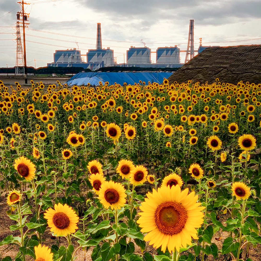 碧南市火力発電所とひまわり畑、7月夏の花、愛知県碧南市の観光・撮影スポットの名所