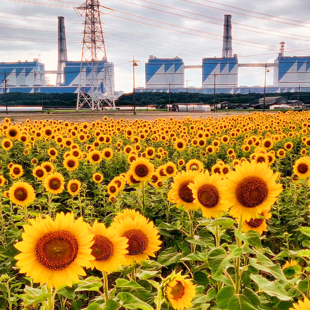 碧南市火力発電所とひまわり畑、7月夏の花、愛知県碧南市の観光・撮影スポットの名所