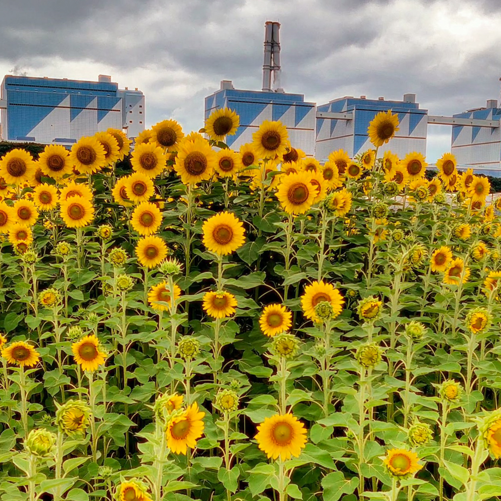 碧南市火力発電所とひまわり畑、7月夏の花、愛知県碧南市の観光・撮影スポットの名所