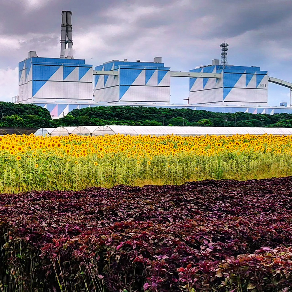 碧南市火力発電所とひまわり畑、7月夏の花、愛知県碧南市の観光・撮影スポットの名所