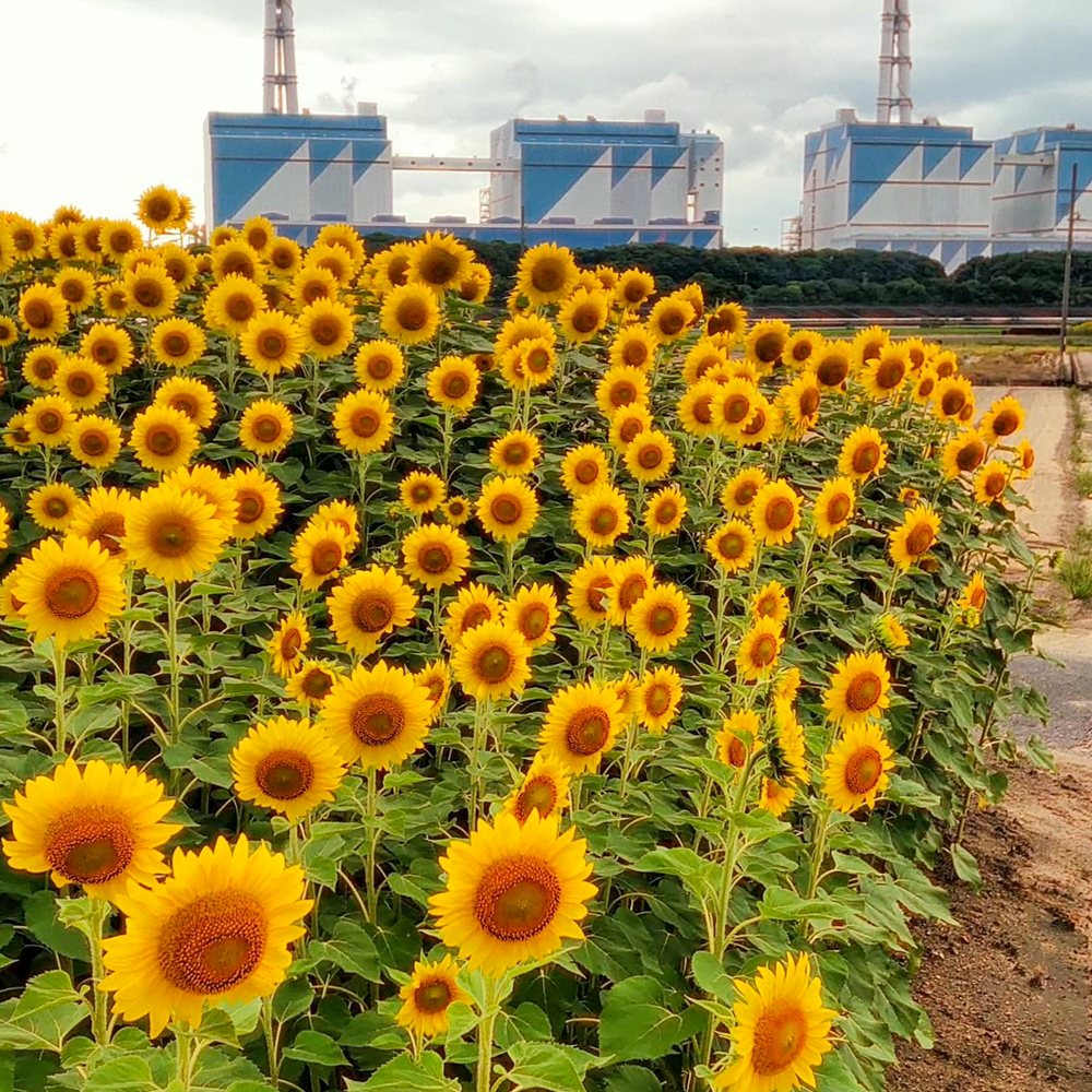 碧南市火力発電所とひまわり畑、7月夏の花、愛知県碧南市の観光・撮影スポットの名所