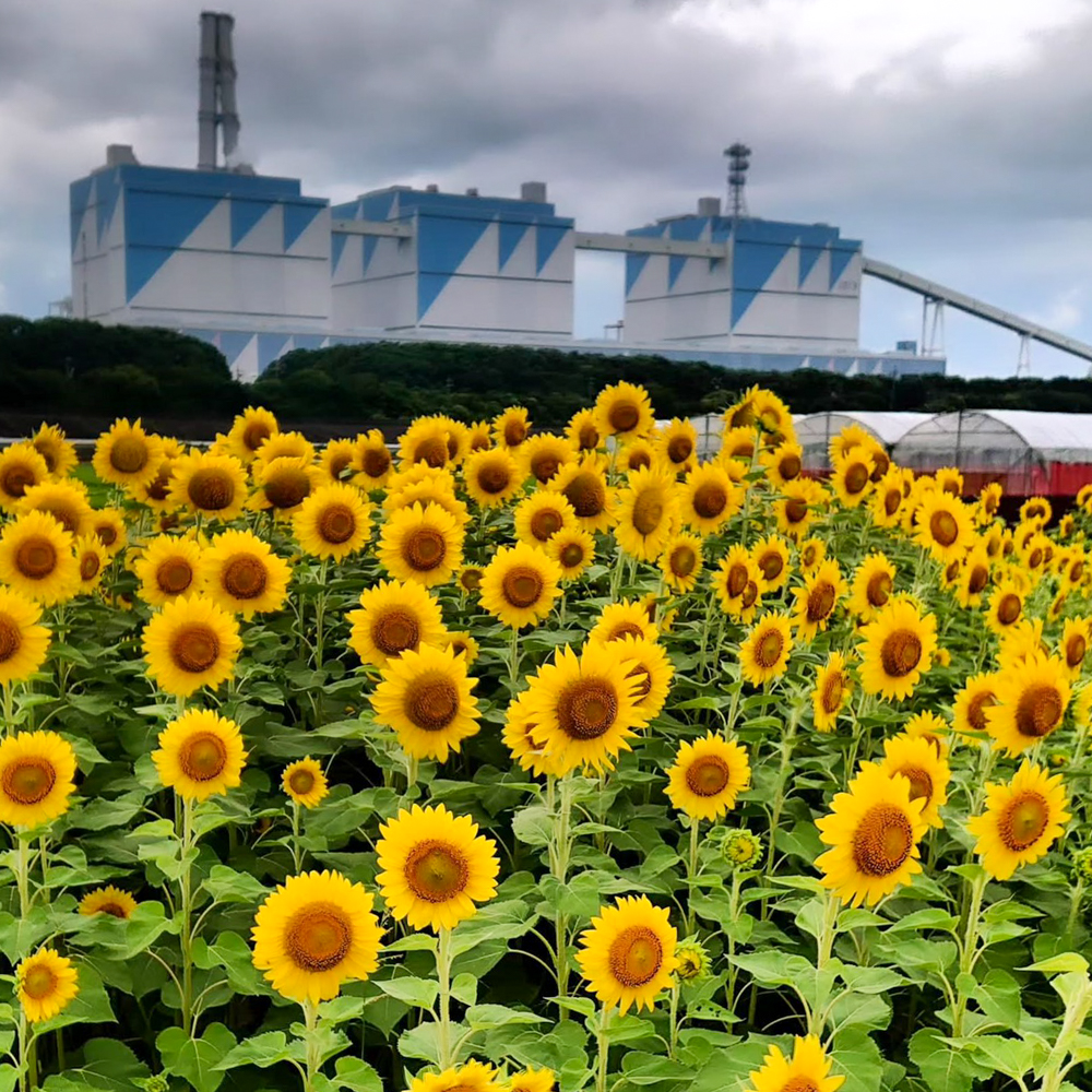 碧南市火力発電所とひまわり畑、7月夏の花、愛知県碧南市の観光・撮影スポットの名所