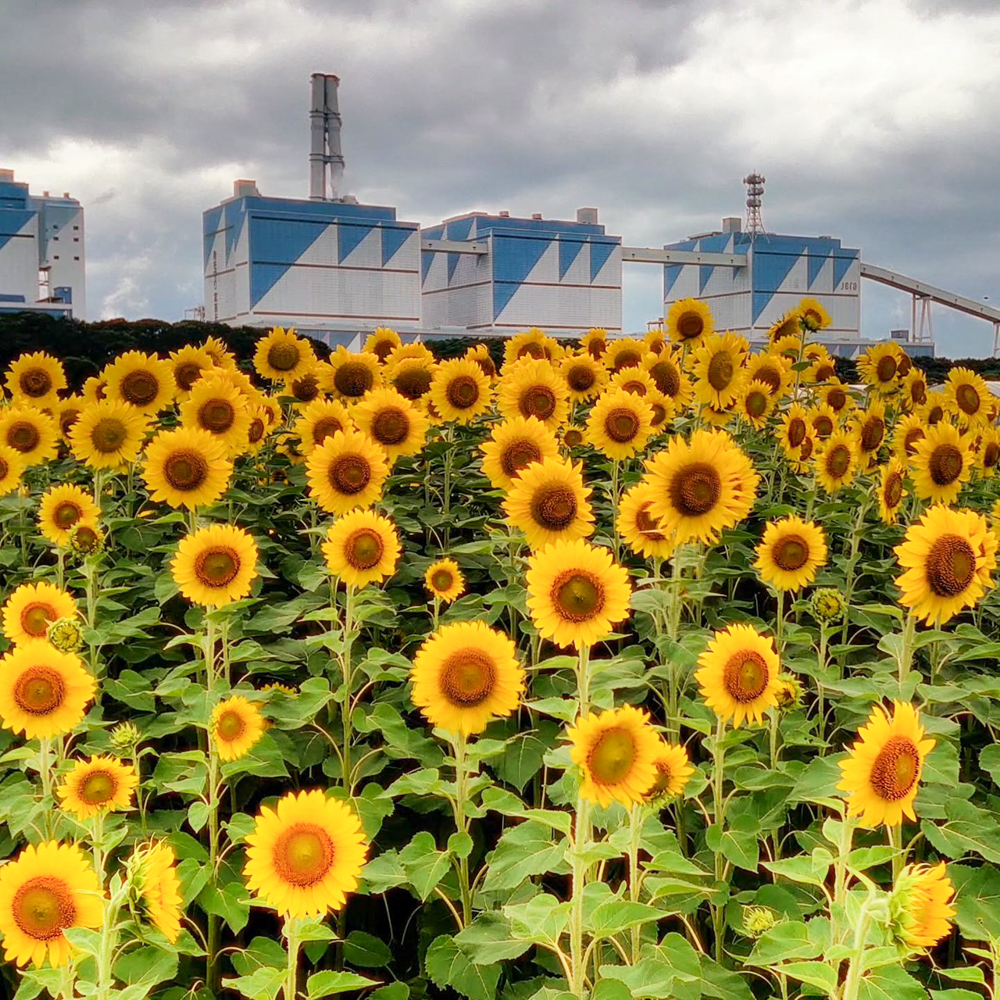 碧南市火力発電所とひまわり畑、7月夏の花、愛知県碧南市の観光・撮影スポットの名所