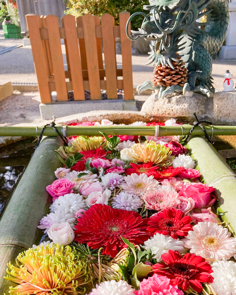 立志神社、花手水舎、12月冬、滋賀県湖南市の観光・撮影スポットの名所