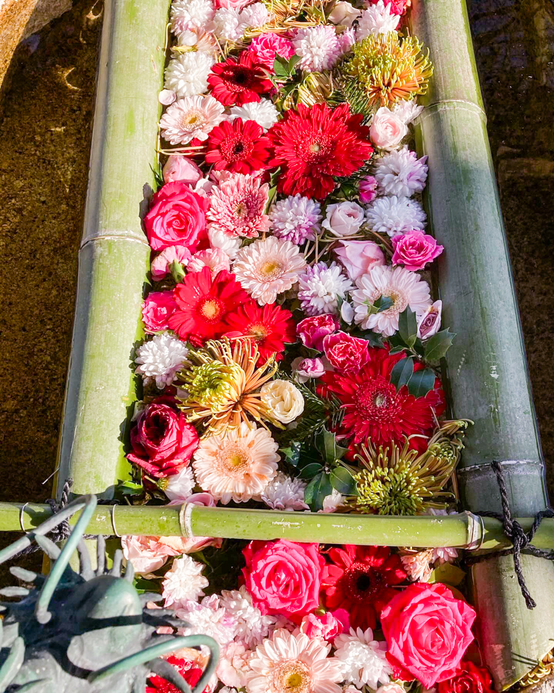 立志神社、花手水舎、12月冬、滋賀県湖南市の観光・撮影スポットの名所