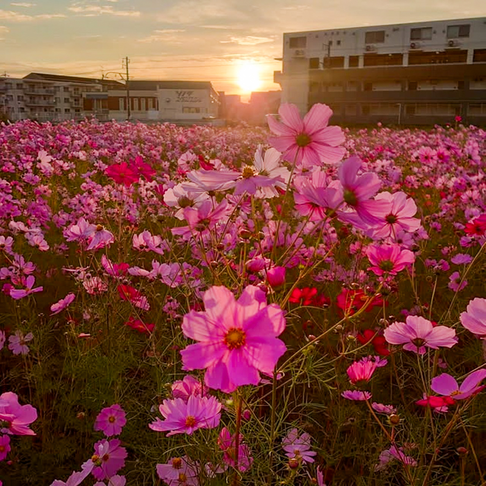 竹村駅、コスモス、10月秋の花、愛知県豊田市の観光・撮影スポットの画像と写真