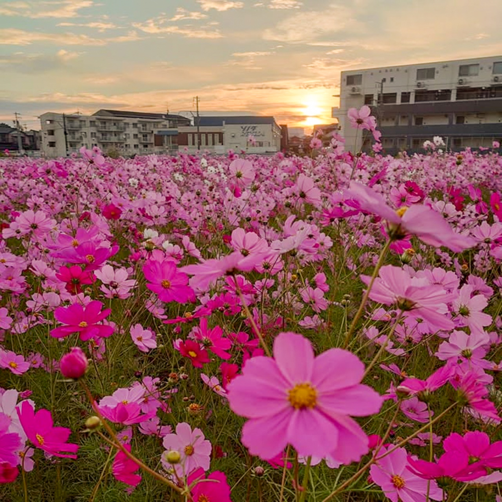 竹村駅、コスモス、10月秋の花、愛知県豊田市の観光・撮影スポットの画像と写真