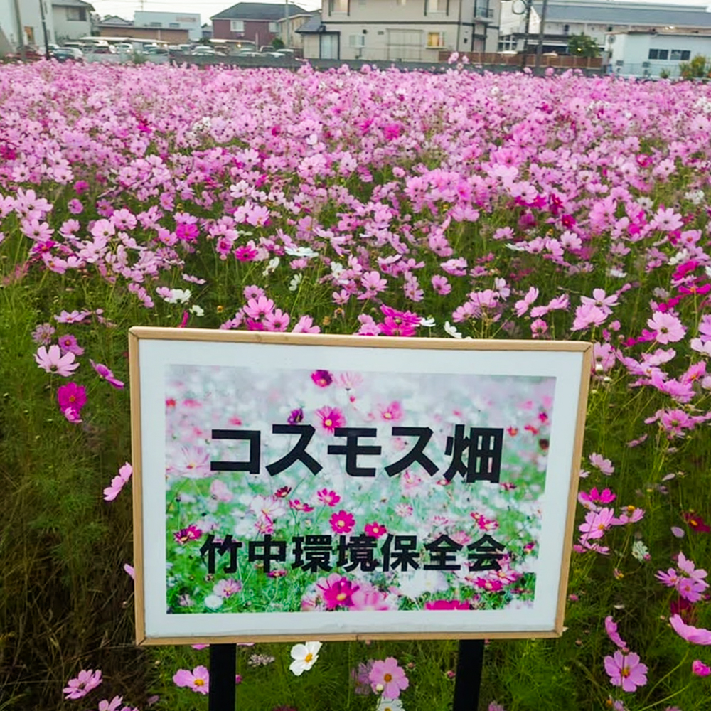 竹村駅、コスモス、10月秋の花、愛知県豊田市の観光・撮影スポットの画像と写真