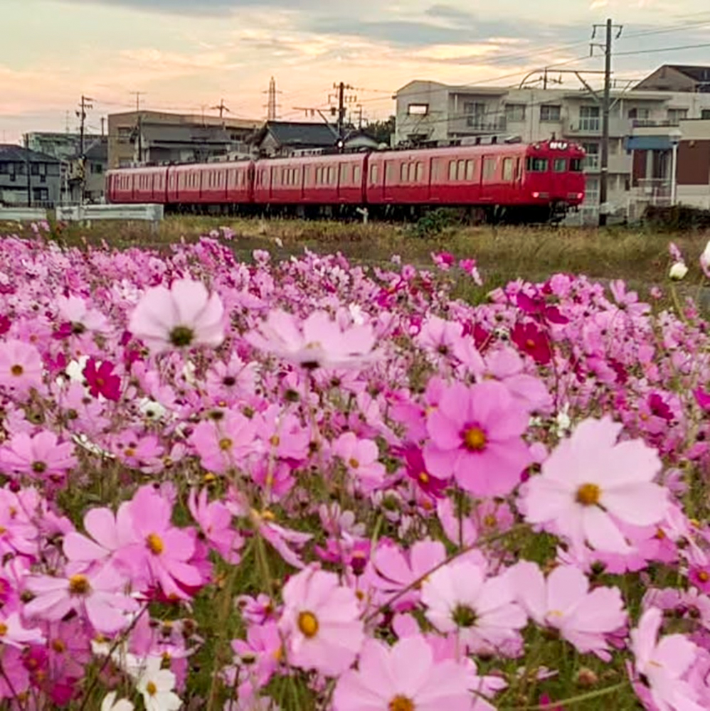 竹村駅、コスモス、名鉄電車、10月秋の花、愛知県豊田市の観光・撮影スポットの画像と写真