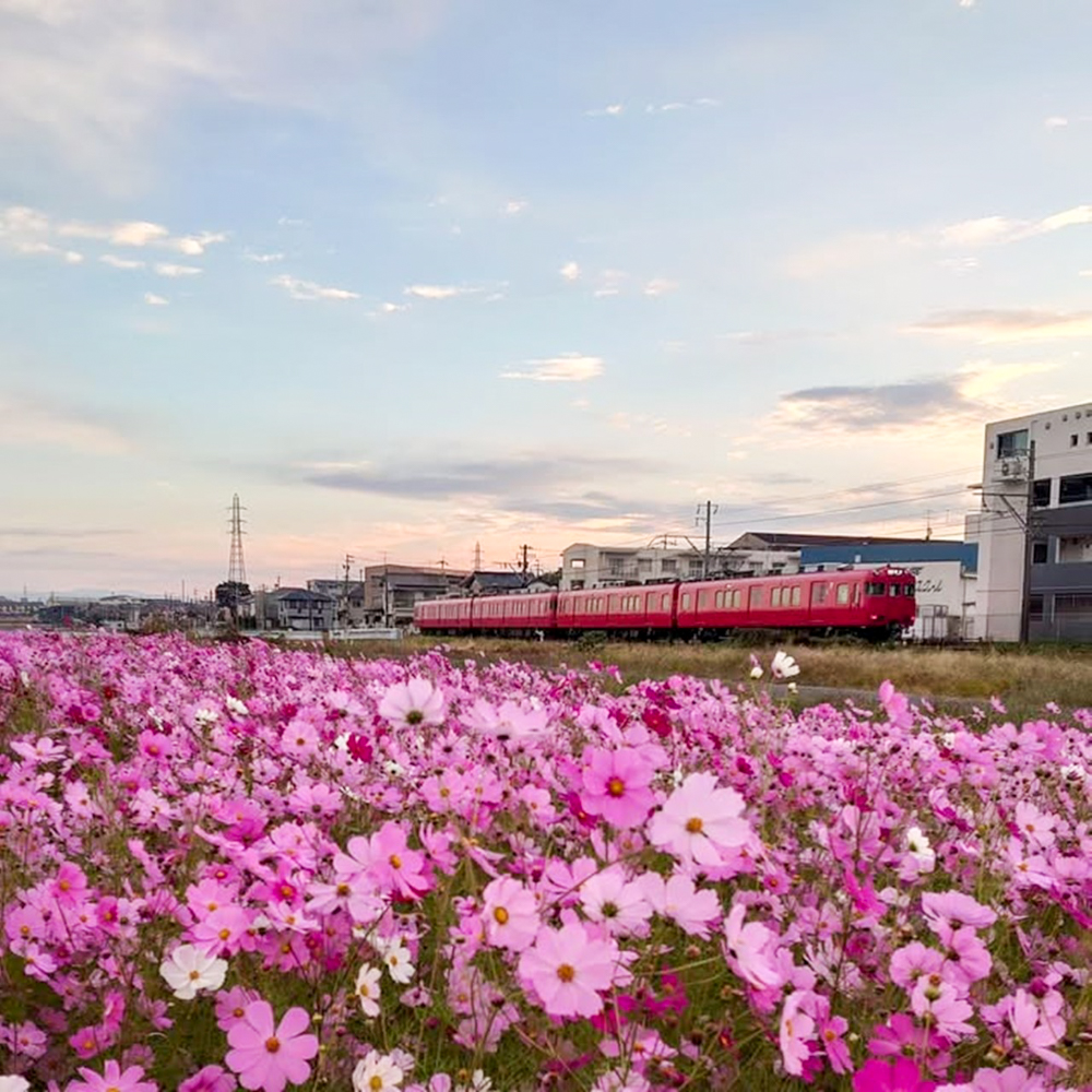 竹村駅、コスモス、名鉄電車、10月秋の花、愛知県豊田市の観光・撮影スポットの画像と写真