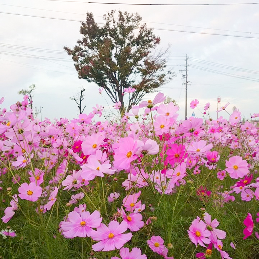 竹村駅、コスモス、10月秋の花、愛知県豊田市の観光・撮影スポットの画像と写真