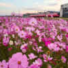 竹村駅、コスモス、名鉄電車、10月秋の花、愛知県豊田市の観光・撮影スポットの画像と写真