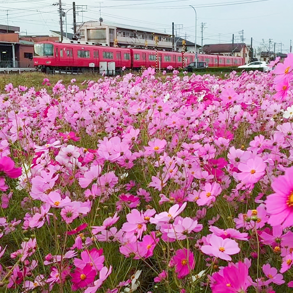 竹村駅、コスモス、10月秋の花、愛知県豊田市の観光・撮影スポットの画像と写真