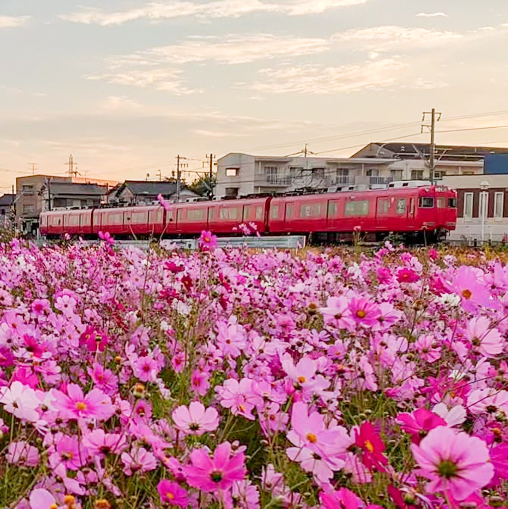 竹村駅、コスモス、名鉄電車、10月秋の花、愛知県豊田市の観光・撮影スポットの画像と写真