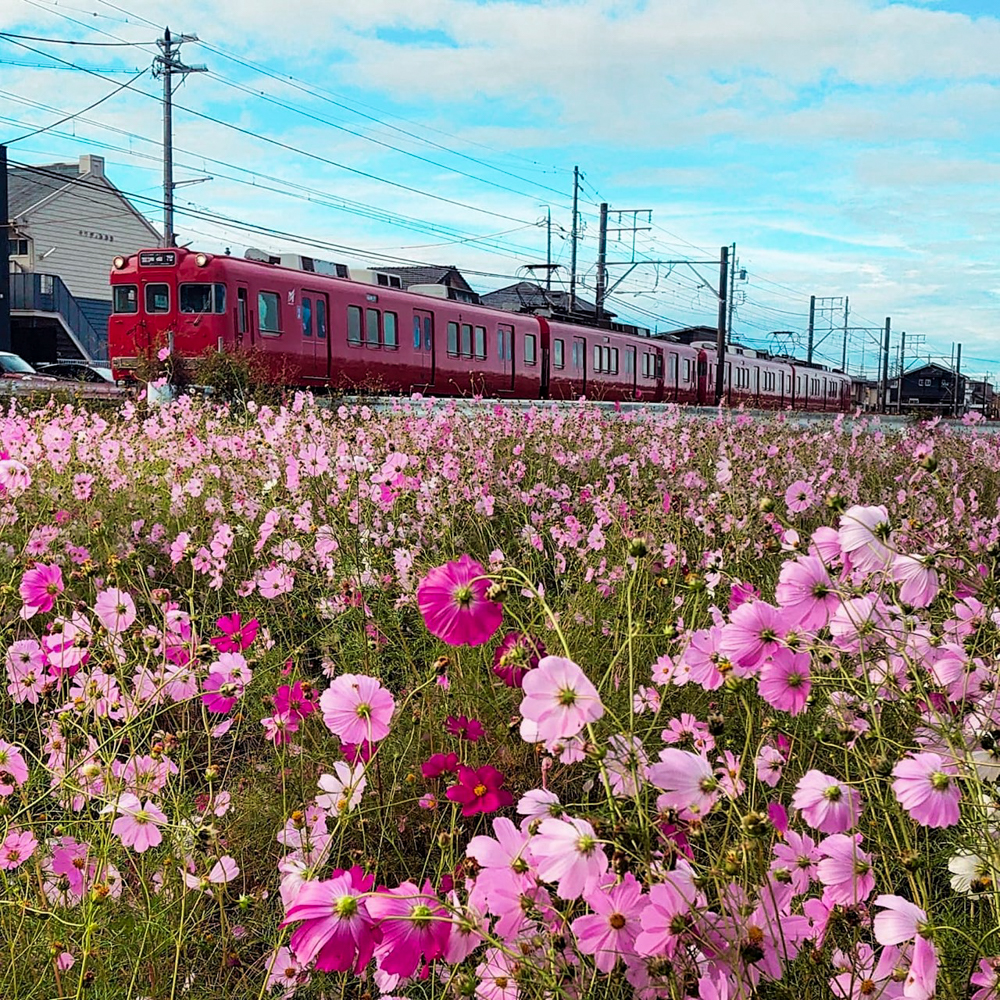 竹村駅、コスモス、名鉄電車、10月秋の花、愛知県豊田市の観光・撮影スポットの画像と写真