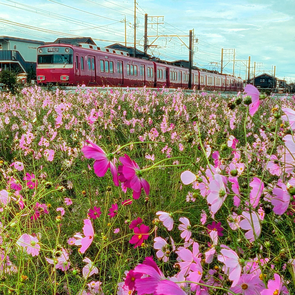 竹村駅、コスモス、名鉄電車、10月秋の花、愛知県豊田市の観光・撮影スポットの画像と写真