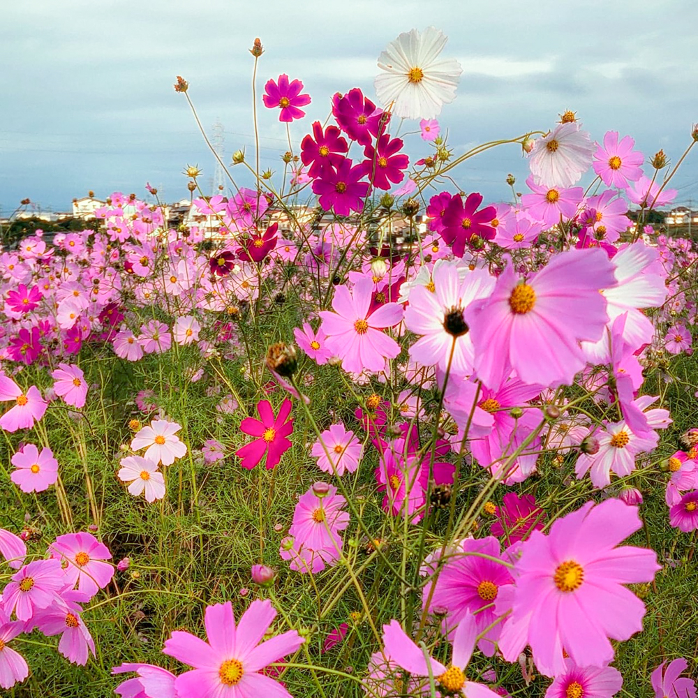 竹村駅、コスモス、10月秋の花、愛知県豊田市の観光・撮影スポットの画像と写真