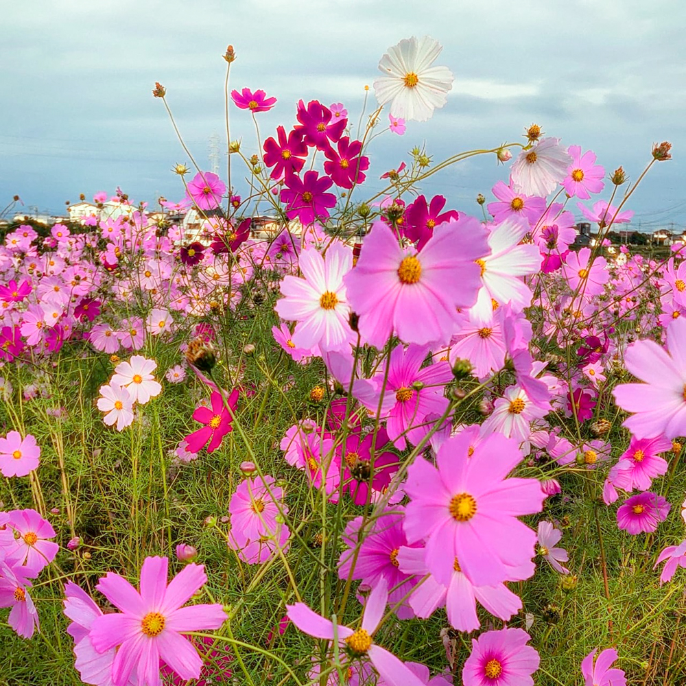 竹村駅、コスモス、10月秋の花、愛知県豊田市の観光・撮影スポットの画像と写真